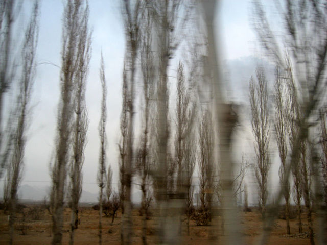 poplar
