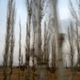 poplar