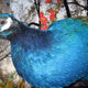 peacock