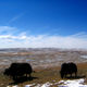 yaks1