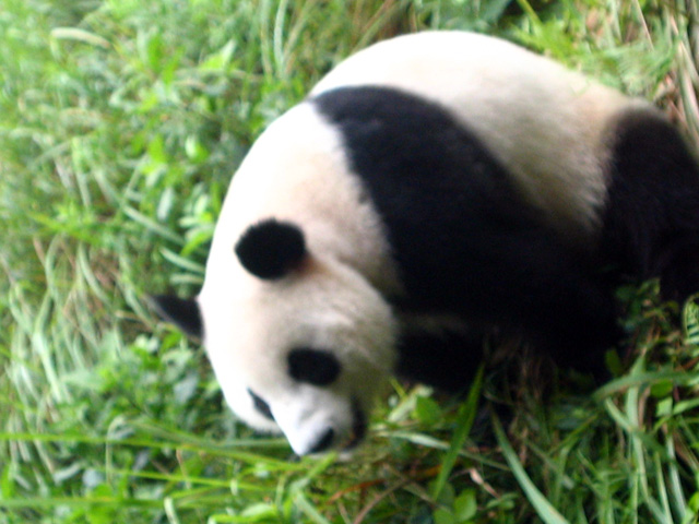 panda fun