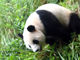 Here Come Cute Pandas!