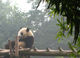 Panda in the Mist