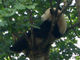 Lazy-boy Panda