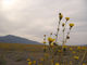 desert flowerz